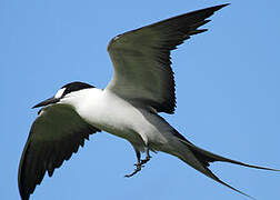 Sooty Tern