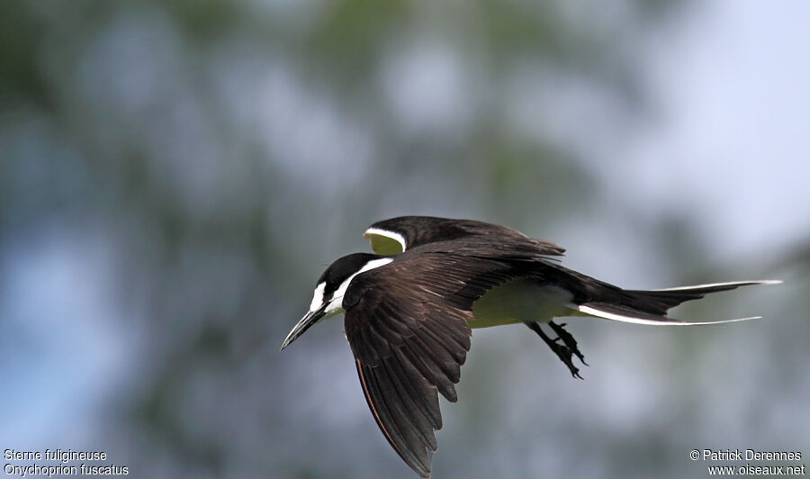 Sooty Ternadult breeding, Flight