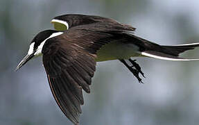 Sooty Tern