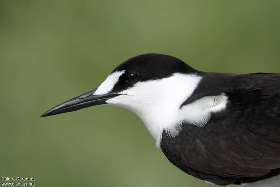 Sooty Ternadult breeding, close-up portrait