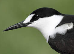 Sooty Tern