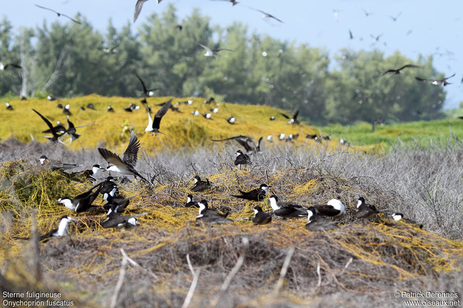 Sooty Ternadult breeding, identification, Reproduction-nesting, Behaviour