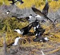 Sooty Tern