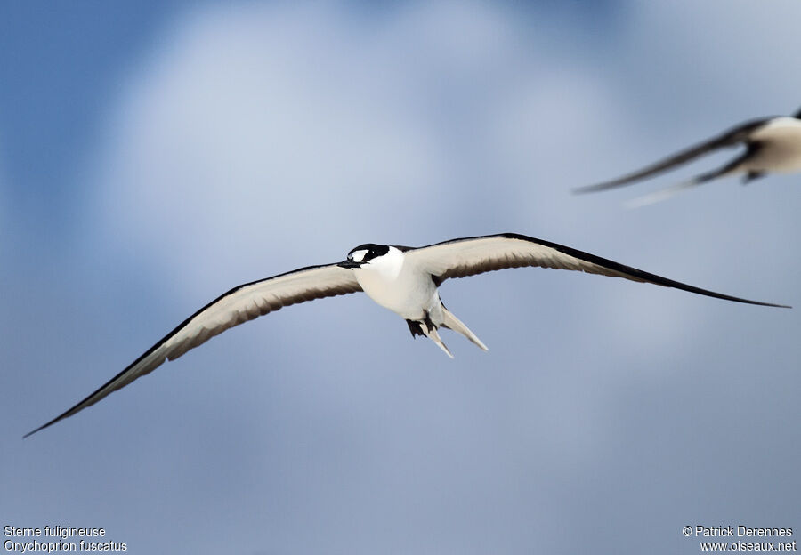 Sooty Ternadult breeding, Flight