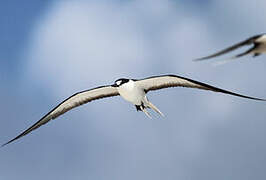 Sooty Tern