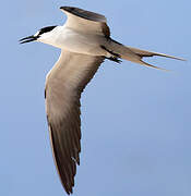 Sooty Tern