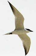 Gull-billed Tern