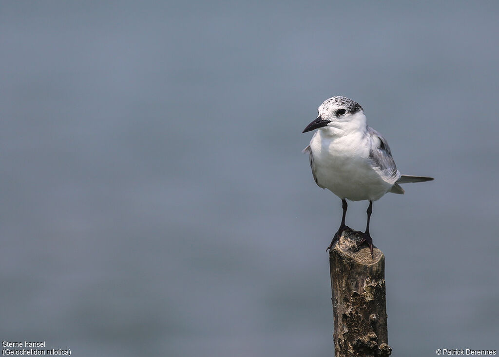 Gull-billed Tern, aspect