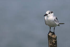 Gull-billed Tern