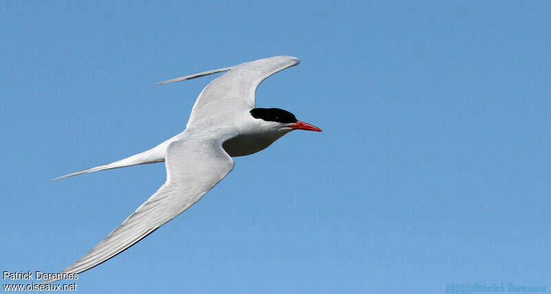 South American Ternadult breeding, Flight