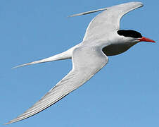 South American Tern