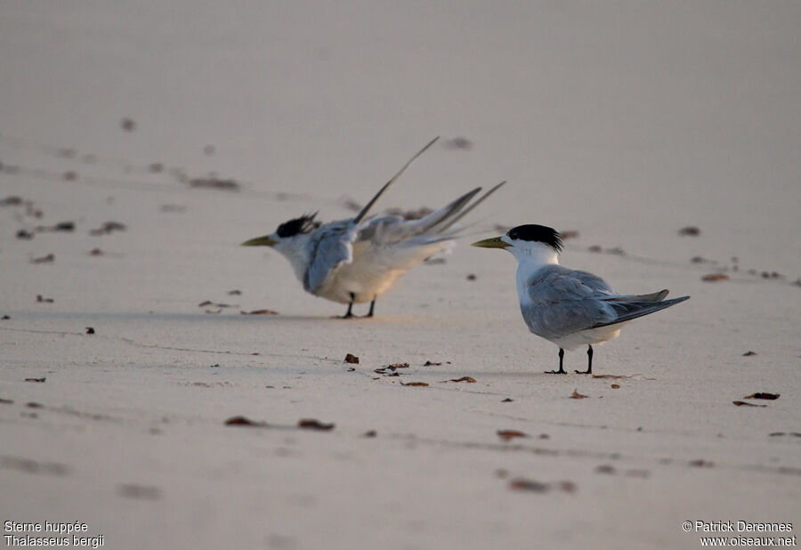 Greater Crested Ternadult post breeding, identification