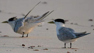 Greater Crested Tern