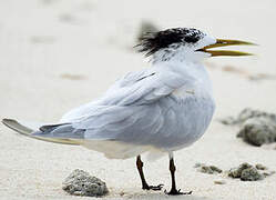 Greater Crested Tern