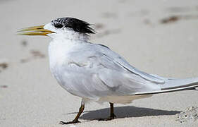 Greater Crested Tern