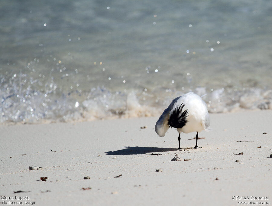 Greater Crested Ternadult post breeding, identification