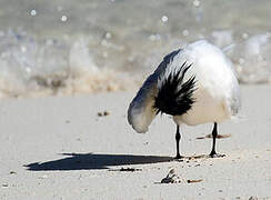 Greater Crested Tern