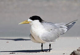 Greater Crested Tern