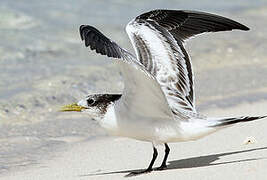 Greater Crested Tern