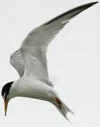 Little Tern