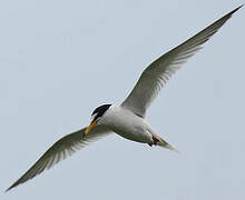 Little Tern