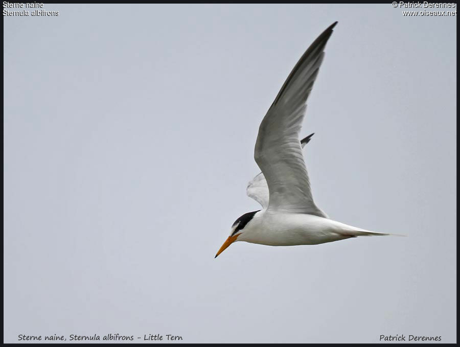 Little Ternadult, Flight