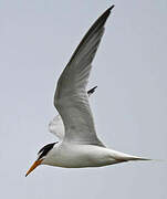 Little Tern