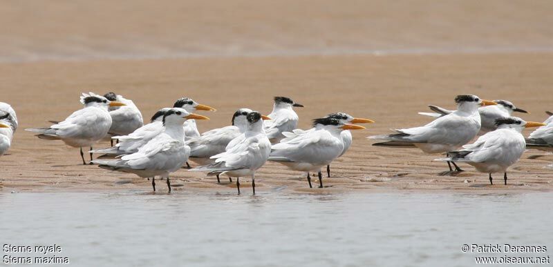 Royal Tern