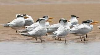 Royal Tern