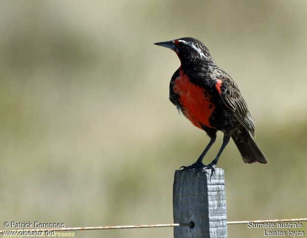 Long-tailed Meadowlarkadult breeding