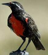 Long-tailed Meadowlark