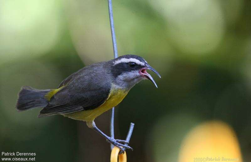 Bananaquitadult, song