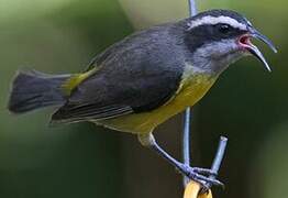 Bananaquit