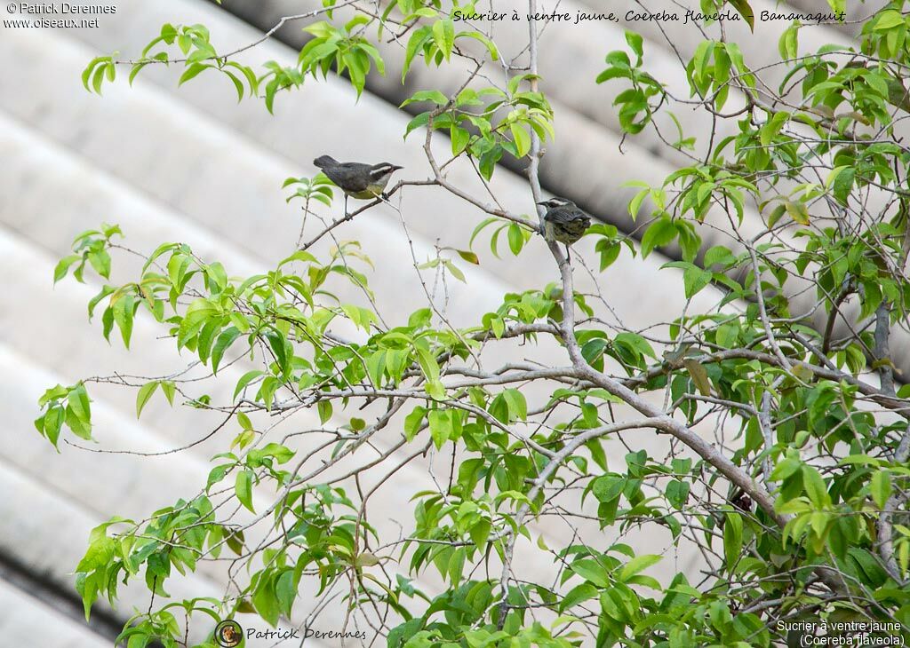 Bananaquit, identification, habitat