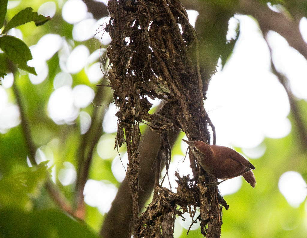 Rusty-backed Spinetail, identification, habitat