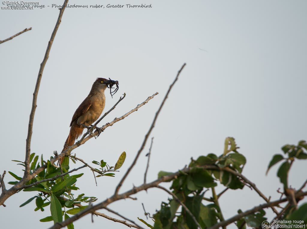 Greater Thornbird, identification, feeding habits, fishing/hunting