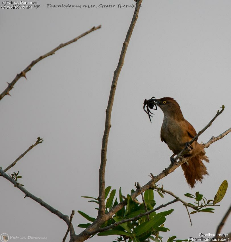 Greater Thornbird, identification, feeding habits, fishing/hunting