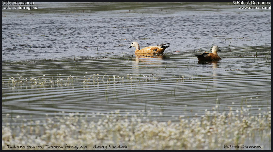 Ruddy Shelduck, identification