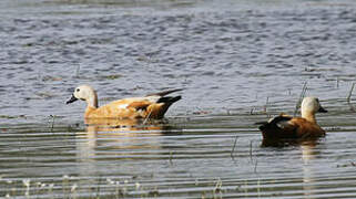 Ruddy Shelduck