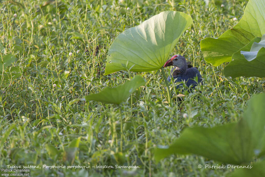 Grey-headed Swamphenadult, habitat, pigmentation