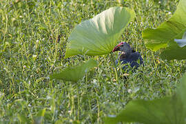 Grey-headed Swamphen