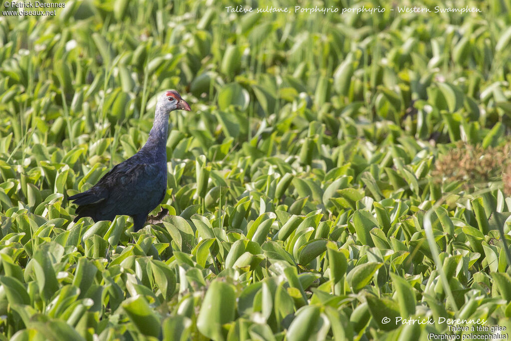 Talève à tête grise, identification, habitat