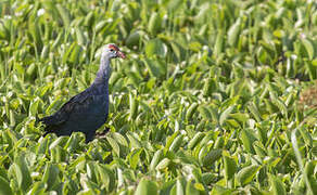 Grey-headed Swamphen