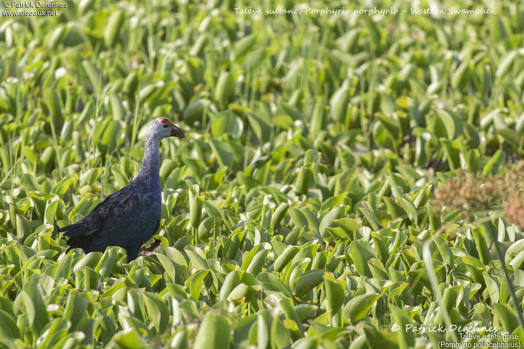 Talève à tête grise, identification, habitat