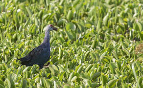 Grey-headed Swamphen