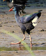 African Swamphen