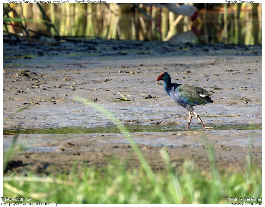 Talève d'Afriqueadulte, identification