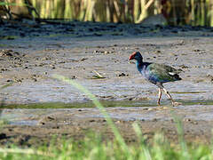 African Swamphen