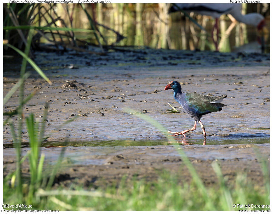 African Swamphenadult, identification