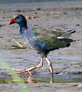 African Swamphen